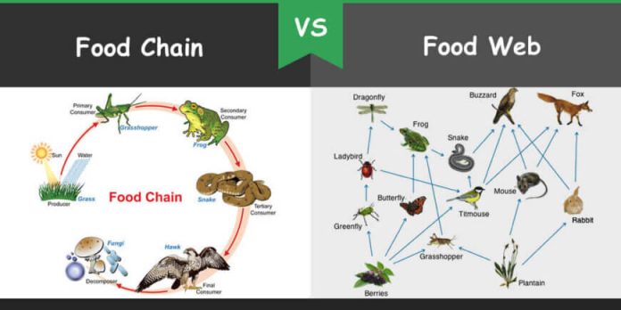 Difference between food chain and food web