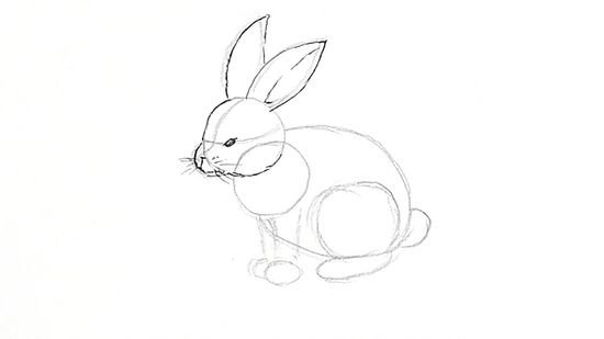How to draw a bunny?